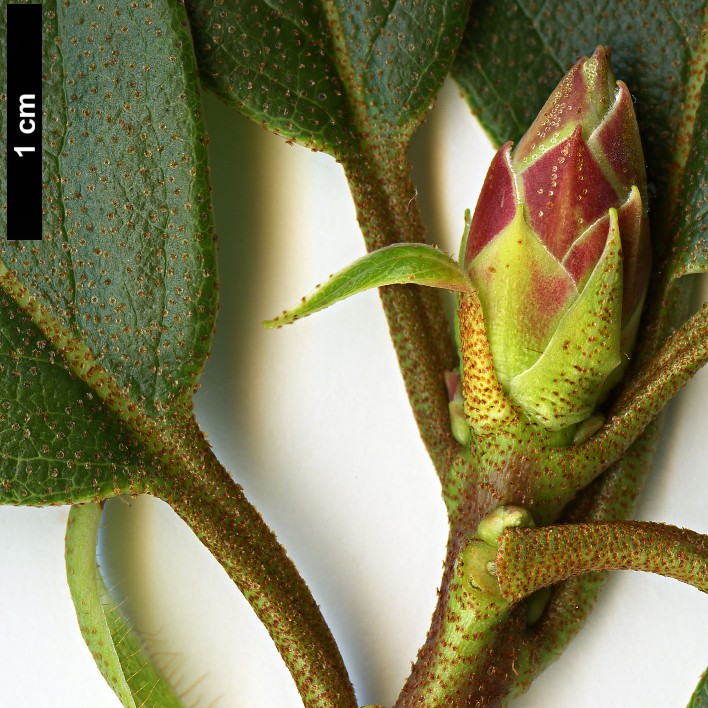 High resolution image: Family: Ericaceae - Genus: Rhododendron - Taxon: pachypodum